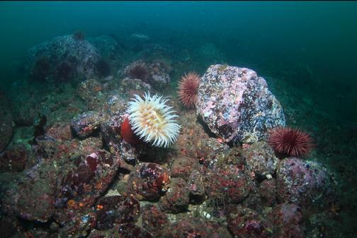 fish-eating anemone