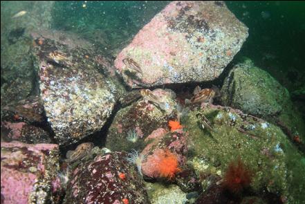 copper rockfish and burrowing cucumbers