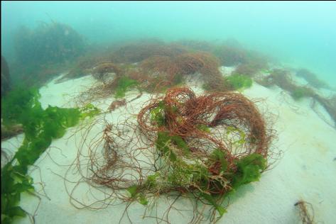 red seaweed