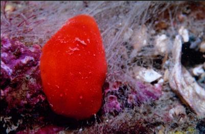 NUDIBRANCH