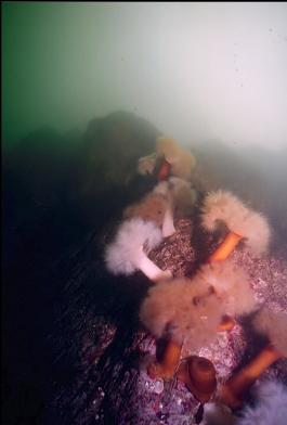 ANEMONES IN SHALLOWS