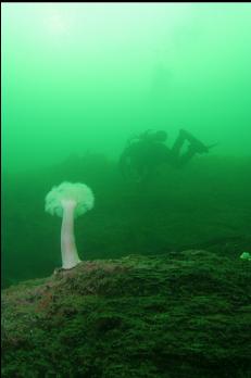 OTHER DIVER AND ANEMONE