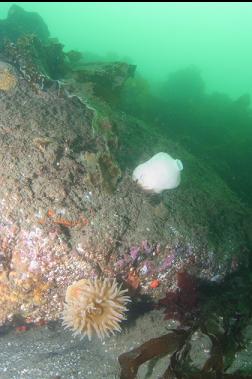 ANEMONES ON REEF