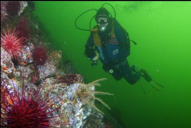 URCHINS AND FEATHER STAR