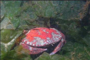 RED ROCK CRAB IN LETTUCE KELP