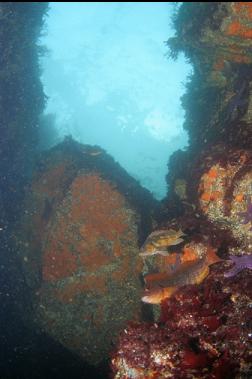 KELP GREENLING AND COPPER ROCKFISH