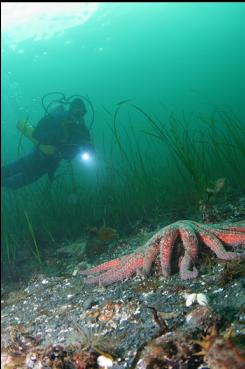 SUNFLOWER STAR AND EELGRASS