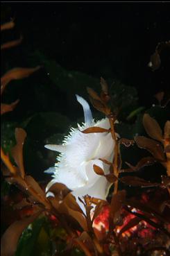 NUDIBRANCH