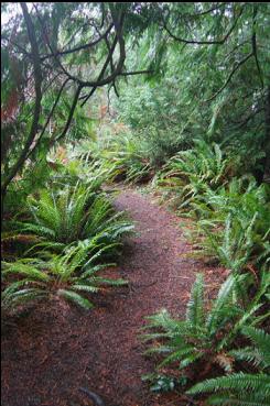 FERNS BY TRAIL