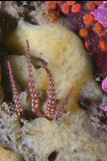 BRITTLE STAR