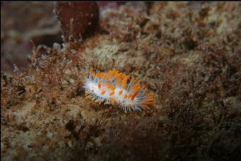 NUDIBRANCH