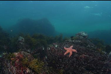 seastar in shallows