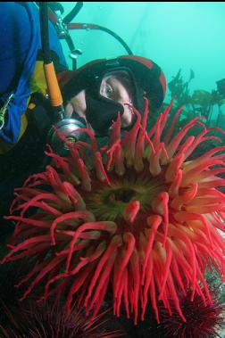 fish-eating anemone