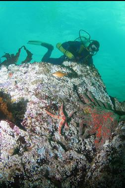 seastars on shallow reef