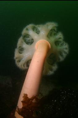 plumose anemone in shallows