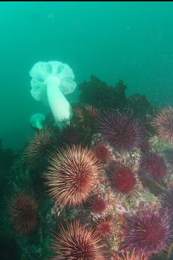 urchins and anemone