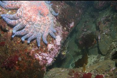copper rockfish and sunflower star