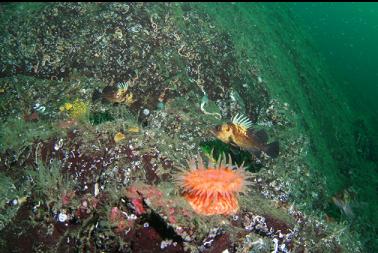 swimming anemone and quillback rockfish