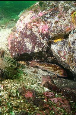 copper rockfish