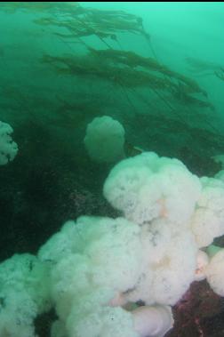 kelp above anemones