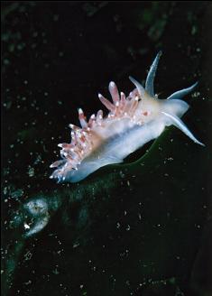 ANOTHER NUDIBRANCH