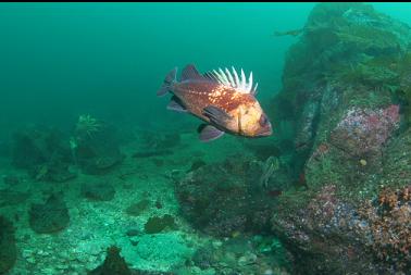 quillback rockfish at end of reef
