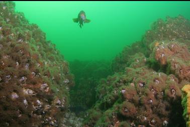 rockfish between hydroid-covered giant barnacles