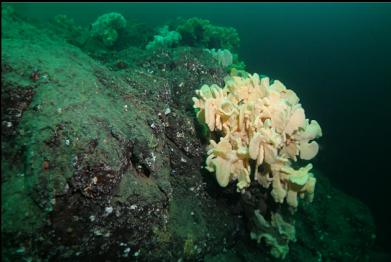 sponge on edge of ledge