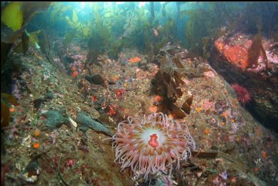 sand anemone