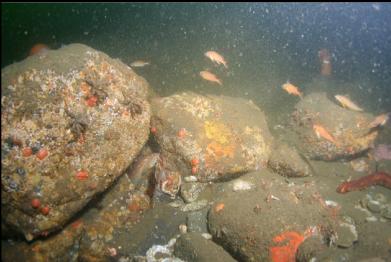 Puget Sound rockfish and boulders
