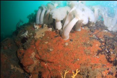 orange colonial tunicates under plumose anemones