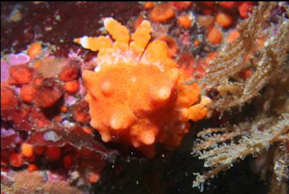 juvenile Puget Sound king crab