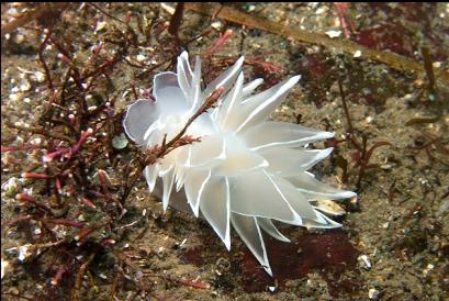 nudibranch