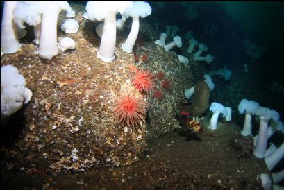 quillback rockfish and anemones