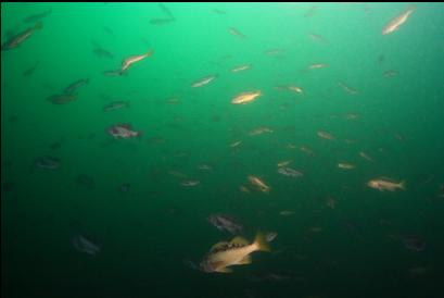 black and yellowtail rockfish