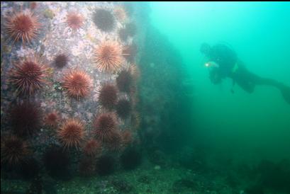 wall of urchins