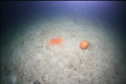 sunflower star and closed-up plumose anemone on sand 