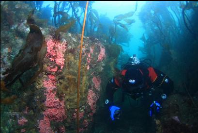 hydrocoral in narrow canyon