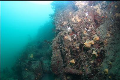 yellow sponges on small wall