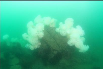 plumose anemones on boulder