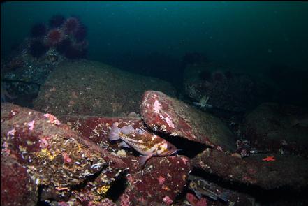 a lot of these copper rockfish had tails sticking out of their mouths