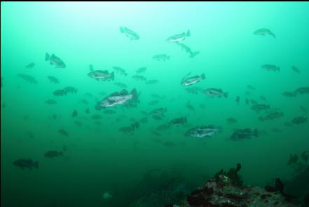 black rockfish over the boulders