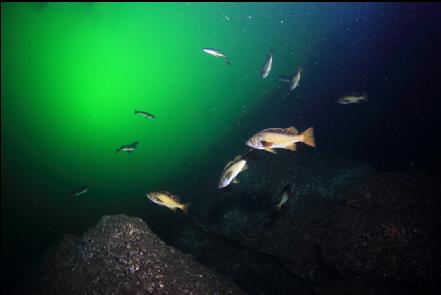 rockfish over the pyramid