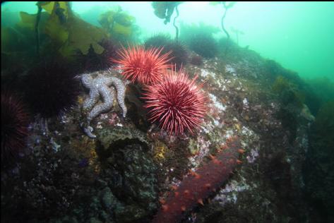 urchins, seastar and cucumber