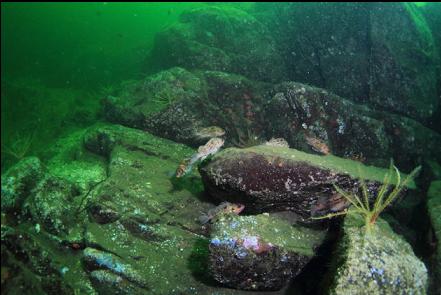 brown rockfish