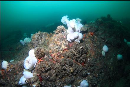 plumose anemones and cemented tube worms