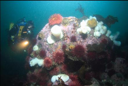 anemones and urchins on a boulder
