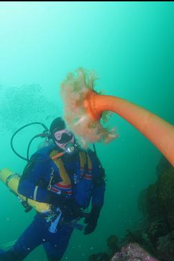 ANOTHER PLUMOSE ANEMONE