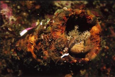 DECORATED WARBONNET