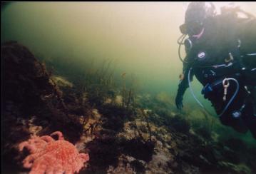 SUNFLOWER STAR IN SHALLOWS